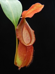 Nepenthes spathulata x dubia | 6 - 8 cm