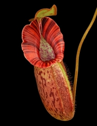 Nepenthes robcantleyi x spectabilis | 6 - 8 cm