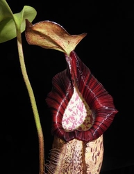 Nepenthes robcantleyi x spectabilis | 6 - 8 cm