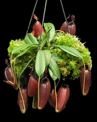 Nepenthes ampullaria x aristolochioides | 7 - 10 cm