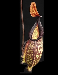 Nepenthes 'Lady Pauline' x hamata | 6 - 8 cm