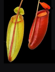 Nepenthes ampullaria x mira | L 15 - 25 cm