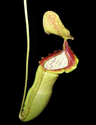 Nepenthes spathulata x campanulata | 8 - 12 cm