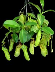 Nepenthes spathulata x campanulata | 8 - 12 cm