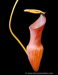 Nepenthes pervillei | Seychelles | 6 - 8 cm