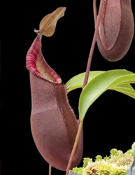 Nepenthes diatas | Gng Masurai | 3 - 6 cm