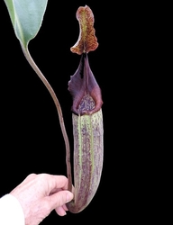 Nepenthes robcantleyi x fusca | 6 - 10 cm - kopie