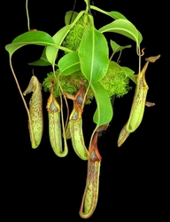 Nepenthes robcantleyi x fusca | 15 - 20 cm