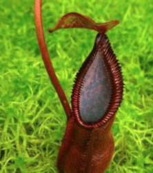 Nepenthes singalana x diabolica | 6 - 8 cm