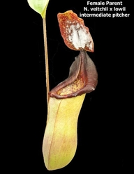 Nepenthes (veitchii x lowii) x mira | 6 - 8 cm