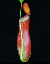 Nepenthes ampullaria x reinwardtiana | 6 - 10 cm