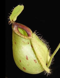 Nepenthes ampullaria x hamata | S 6 - 8 cm 