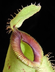 Nepenthes ampullaria x hamata | S 6 - 8 cm 