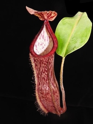 Nepenthes glandulifera x hamata | 6 - 8 cm