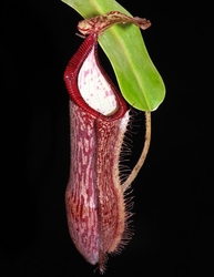 Nepenthes glandulifera x hamata | 6 - 8 cm