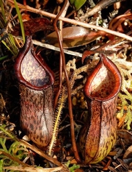 Nepenthes ceciliae | 6 - 8 cm