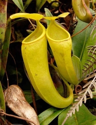 Nepenthes ceciliae | Mindanao | 6 - 8 cm