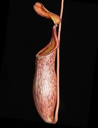 Nepenthes ceciliae | 6 - 8 cm