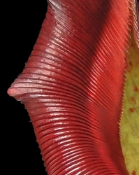 Nepenthes (maxima x talangensis) x robcantleyi | 6 - 8 cm