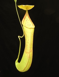 Nepenthes robcantleyi x reinwardtiana | 6 - 10 cm