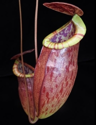 Nepenthes eustachya x tenuis | 6 - 8 cm