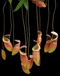 Nepenthes eustachya x tenuis | 6 - 10 cm