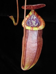 Nepenthes eustachya x tenuis | 6 - 8 cm