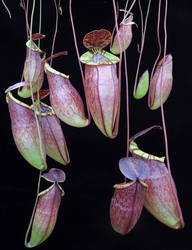 Nepenthes eustachya x tenuis | 14 - 18 cm