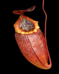 Nepenthes eustachya x tenuis | 6 - 10 cm