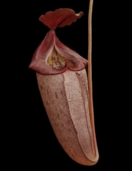 Nepenthes robcantleyi x tenuis | 6 - 8 cm
