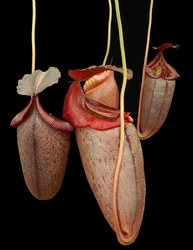 Nepenthes robcantleyi x tenuis | 15 - 20 cm