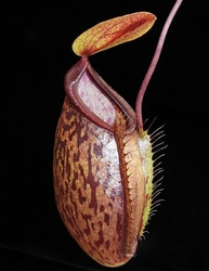 Nepenthes (hamata x glabrata) x tenuis | 6 - 8 cm