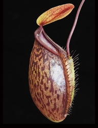 Nepenthes (hamata x glabrata) x tenuis | 6 - 8 cm