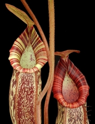 Nepenthes spectabilis x bongso | 6 - 8 cm