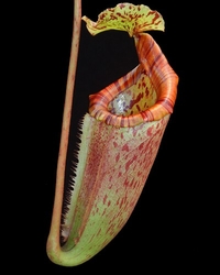 Nepenthes burbidgeae x mira | 6 - 8 cm