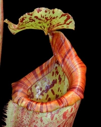 Nepenthes burbidgeae x mira | 6 - 8 cm