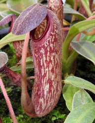 Nepenthes klossii | Clone 230 | 10 - 15 cm