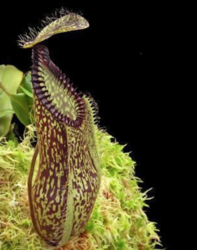 Nepenthes hamata Lumut x Tambusisi | 6 - 8 cm