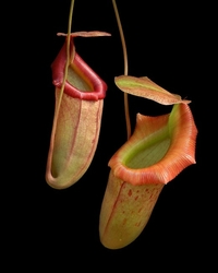 Nepenthes burkei x flava | 6 - 10 cm