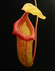 Nepenthes burkei x flava | 8 - 12 cm