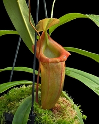 Nepenthes burkei x flava | 6 - 10 cm