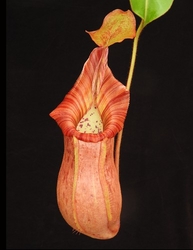 Nepenthes petiolata x veitchii | 8 - 12 cm