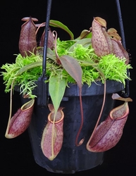 Nepenthes gymnamphora | Talakmau | 6 - 8 cm