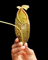 Nepenthes gymnamphora | Talakmau | 6 - 10 cm