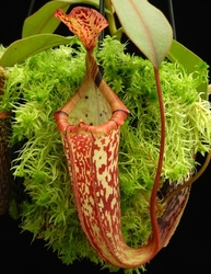 Nepenthes (veitchii x platychila) x platychila | 6 - 8 cm
