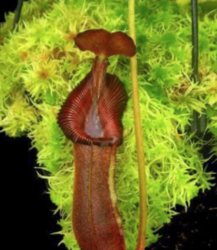 Nepenthes (lowii x macrphylla) x robcantleyi | 8 - 10 cm