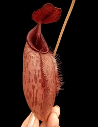 Nepenthes (veitchii x lowii) x aristolochioides | 6 - 10 cm