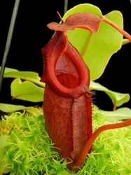 Nepenthes rajah x (burbidgeae x edwardsiana) | 6 - 8 cm