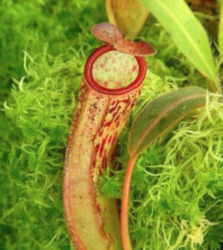 Nepenthes albomarginata x klosii  | 6 - 8 cm