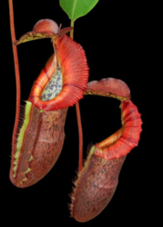 Nepenthes singalana x (nurbidgeae x edwardsiana)  | 6 - 8 cm